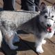 Illustration for article titled Corgi Hybrids Are The New Definition Of Cute